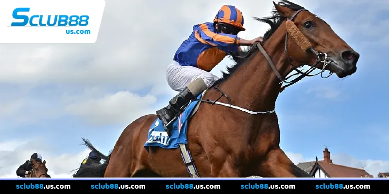 Các lỗi thường gặp và mẹo tối ưu hóa trải nghiệm