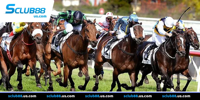 Khám phá trải nghiệm Cá cược Đua ngựa ảo và thực tế